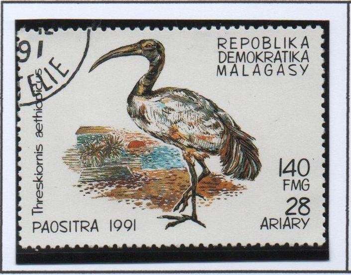 Aves, Hreskiornis aethiopicus