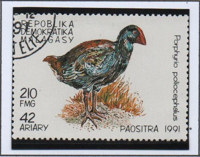 Aves, Porphyrio poliocephalus