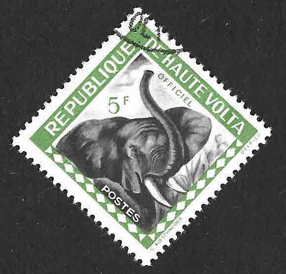 O2 - Cabeza de Elefante