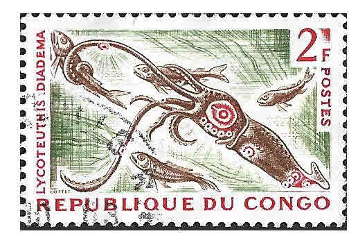 119 - Calamar Luciérnaga Coronado	