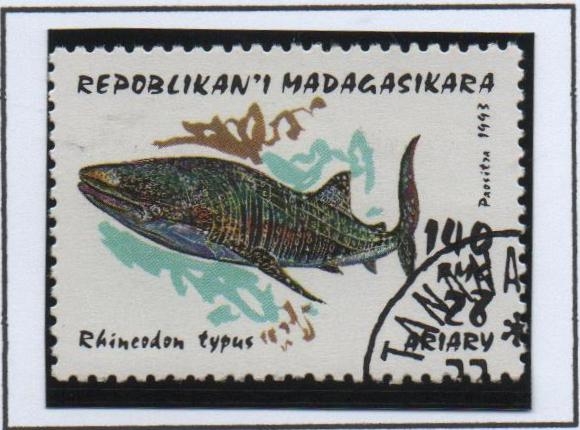 Tiburones: Rincodon typus