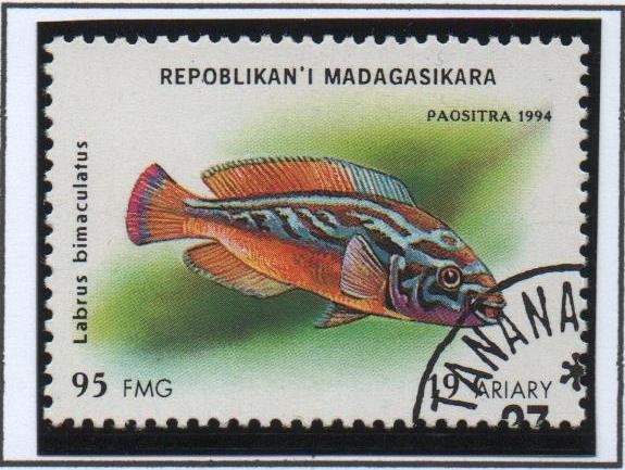Peces d' Acuario: Labrus Bimaculatus