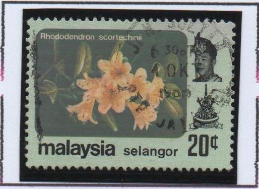 Rododendro scortechinii