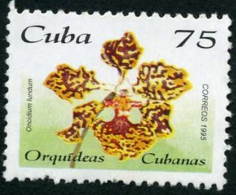 Orquideas Cubanas