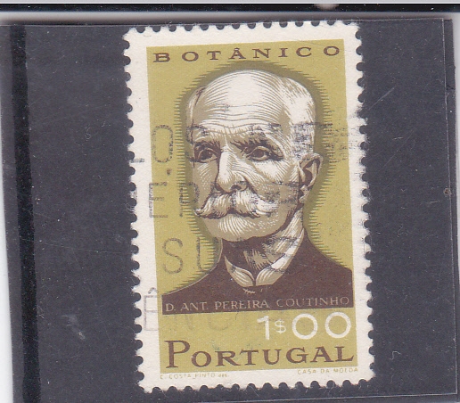 Antonio Xavier Pereira Coutinho (1851-1939) botánico