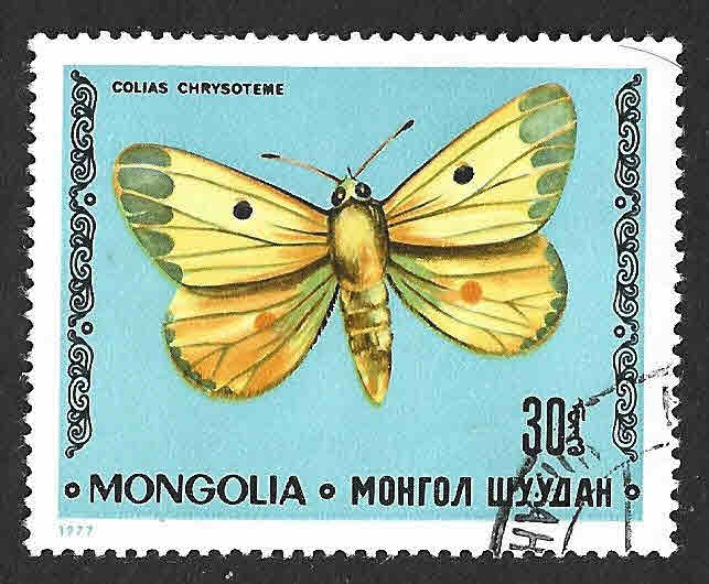 984 - Colias Común