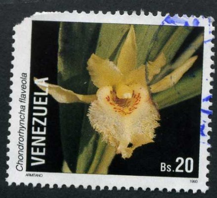 Orquidea