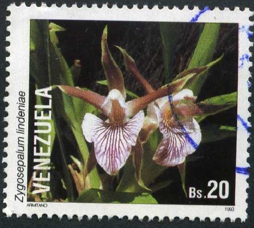 Orquidea