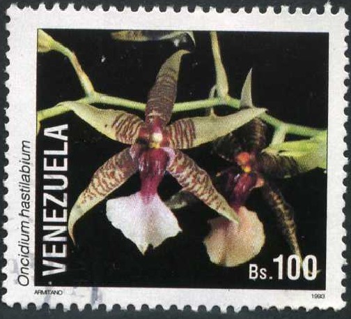 Orquidea