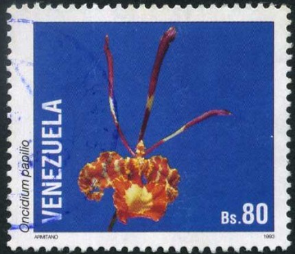 Orquidea Mariposa