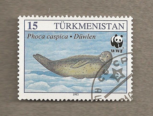 Phoca cáspica