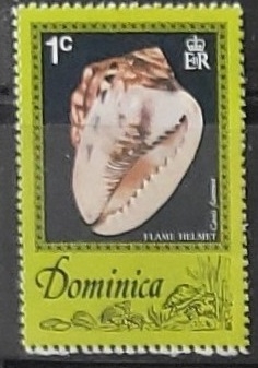 Caracoles - Cassis flammea