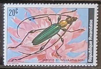 Insectos - Euporus strangulatus