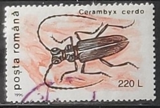 Insectos - Cerambyx cerdo