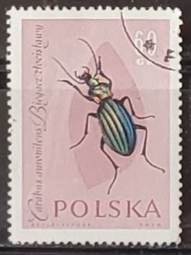 Insectos - Carabus auronitens