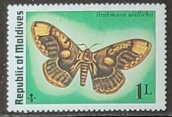 Mariposas - Brahmaea wallichii
