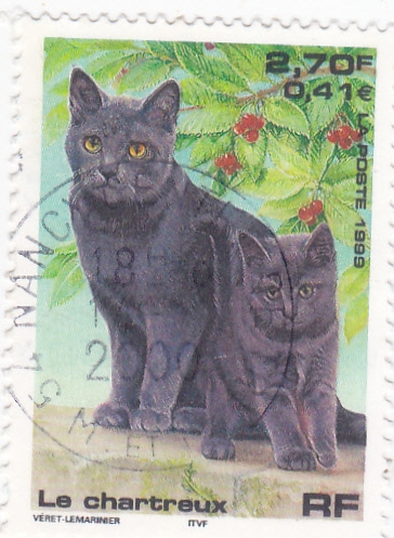 GATOS DE RAZA