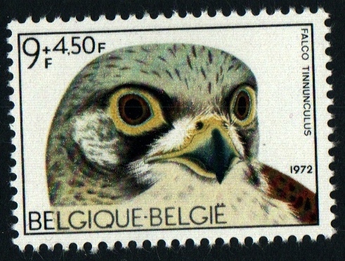 serie- Aves