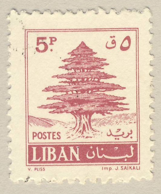 cedro libanes