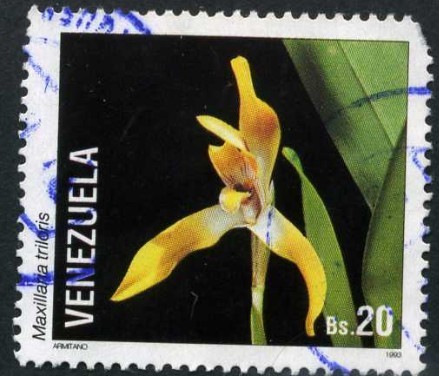 Orquidea