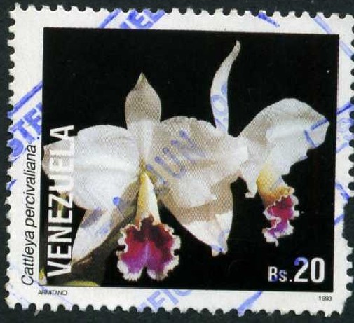 Orquidea