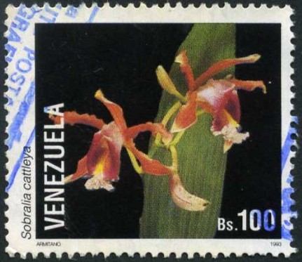 Orquidea