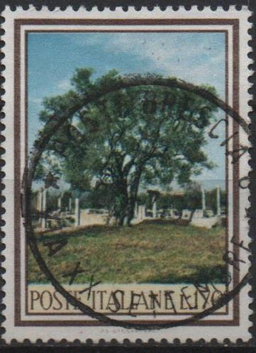 Olivo en l' Villa Adriana
