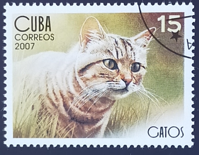 Gatos