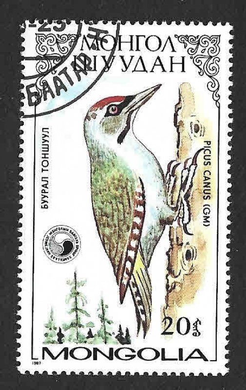 1555 - Pájaro Carpintero Pito Cano