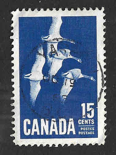 415 - Oca Canadiense