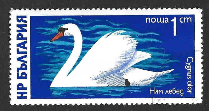 2307 - Cisne