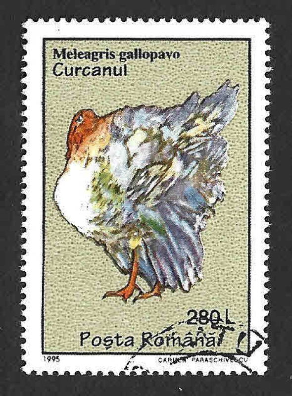 4028 - Pavo Salvaje