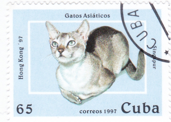 GATOS ASIATICOS