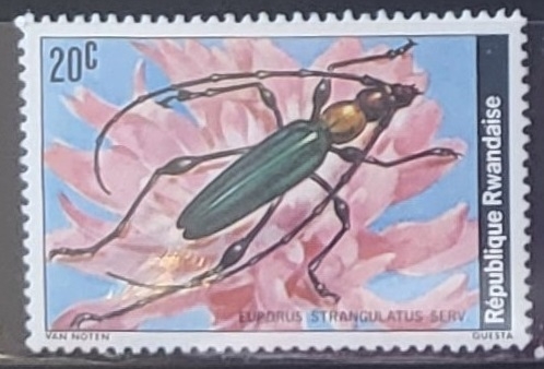 Insectos - Euporus strangulatus)