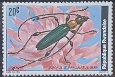 Insectos - Euporus strangulatus)