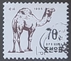 Animales - Camelus dromedarius