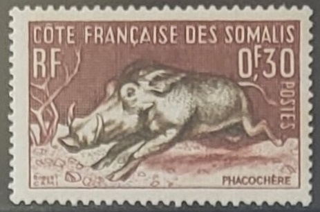 Animales - Phacochoerus africanus