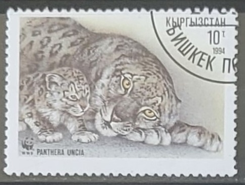 animales - Panthera uncia