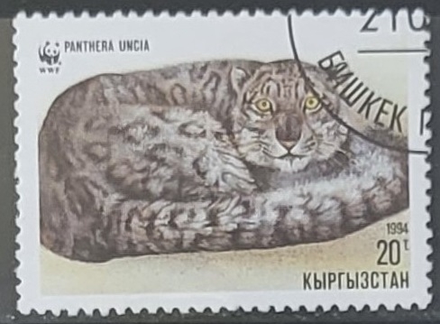 Animales - Panthera uncia