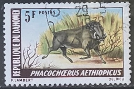 animales - Phacochoerus aethiopicus