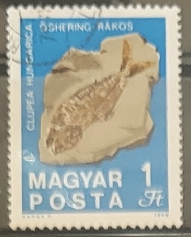 Fossilized Fish (Clupea hungarica) from Rákos