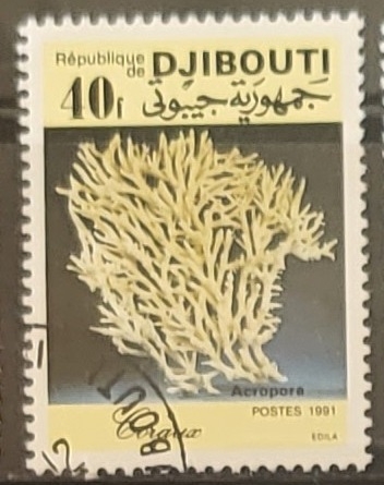 Coral (Acropora sp.)
