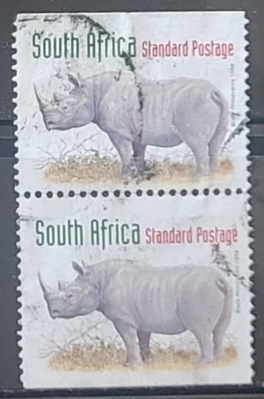 Rinocerontes - Diceros bicornis)