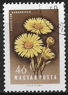 Flores - Doronicum hungaricum