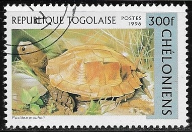 Tortugas - Pyxidea mouhoti