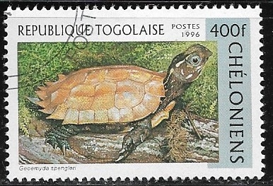 Tortugas - Geoemyda spengleri) 