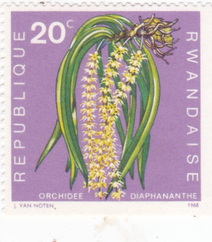 FLORES- orquidea 