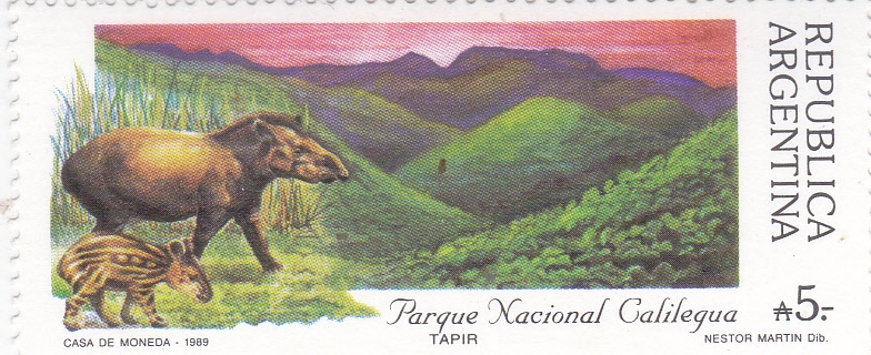 PARQUE NACIONAL CALILEGUA-Tapir