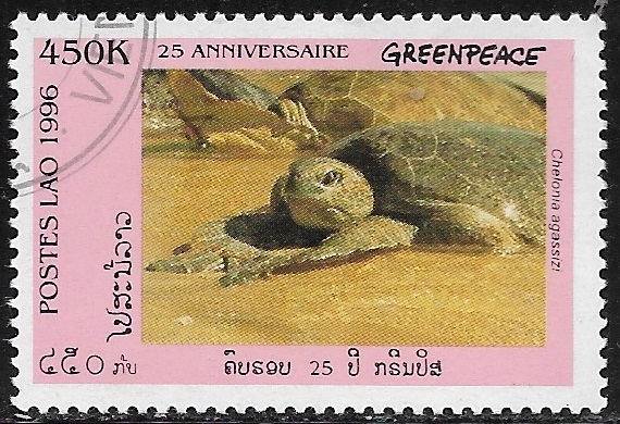 Fauna - Chelonia agassizi