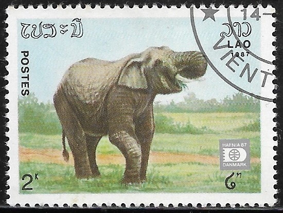 Fauna - Elephas maximus